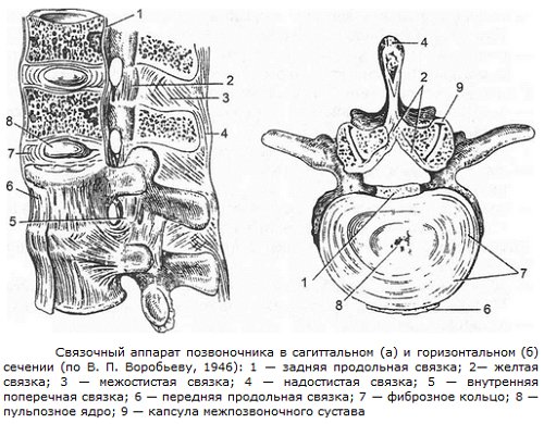 Профилактика остеохондроза - шейного, грудного, поясничного